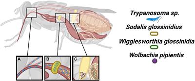 The Tsetse Metabolic Gambit: Living on Blood by Relying on Symbionts Demands Synchronization